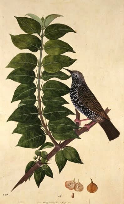 Lucknow School, c. 1775-1785, A Starling (Sturnus vulgaris) on the leafy branch of a tree