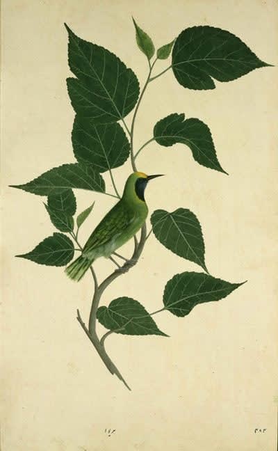 Lucknow School, c. 1775-1785, A Green Bulbul, (Chloropsis aurifons) on the branch of a tree, possibly a white mulberry tree