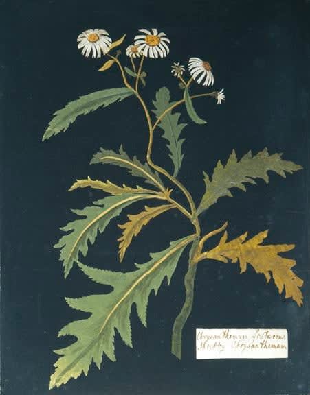 William Booth Grey (1773-1852), Chrysanthemum frutescens - Shrubby chrysanthemum