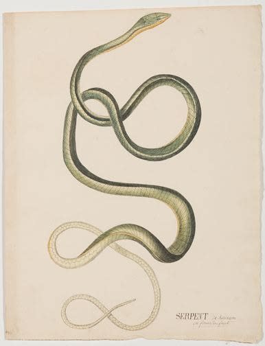 French, Snake - Serpent de Suriname en forme de fouet, early 19th century