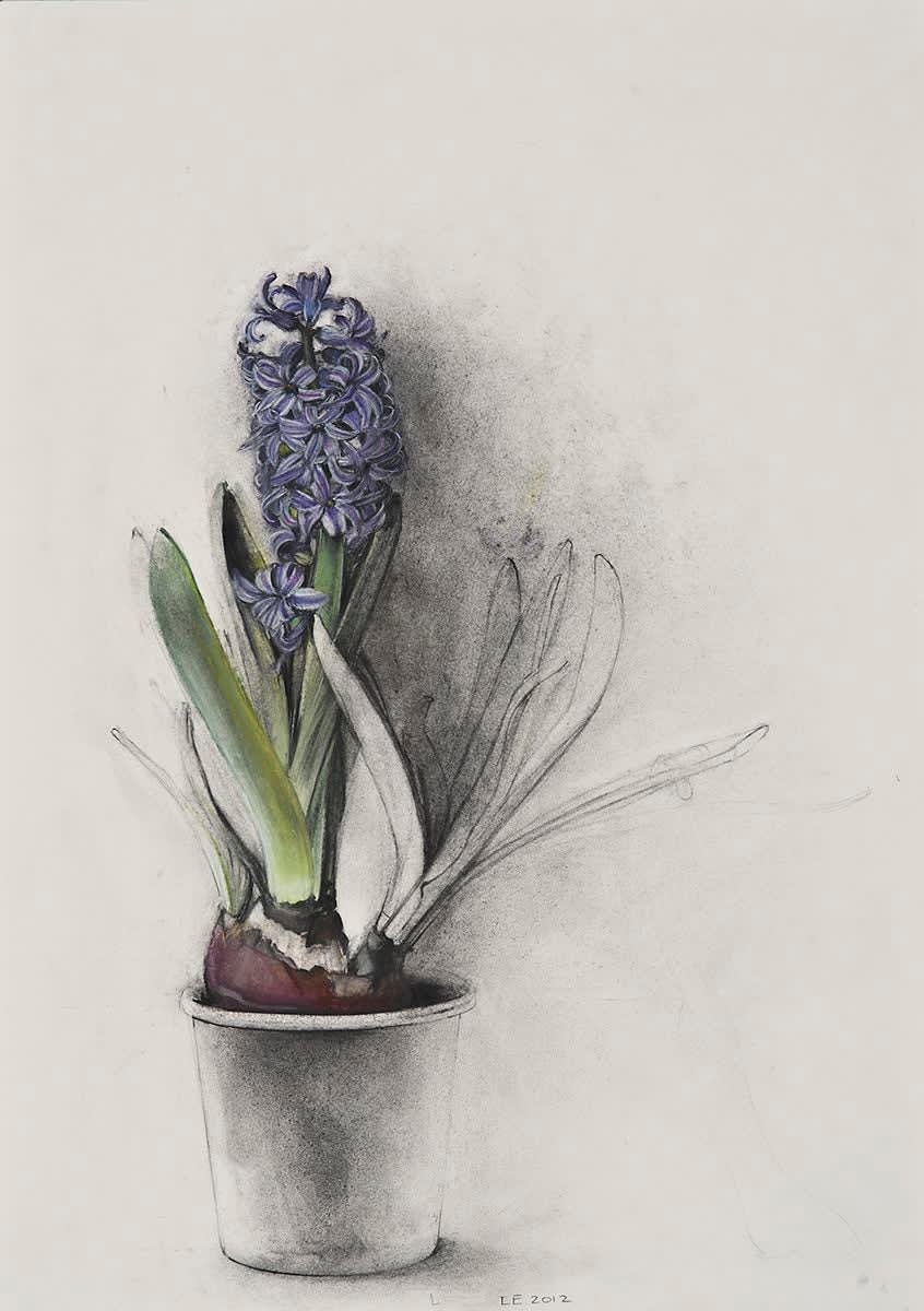 Linda Etcoff, Blue Hyacinth, 2012