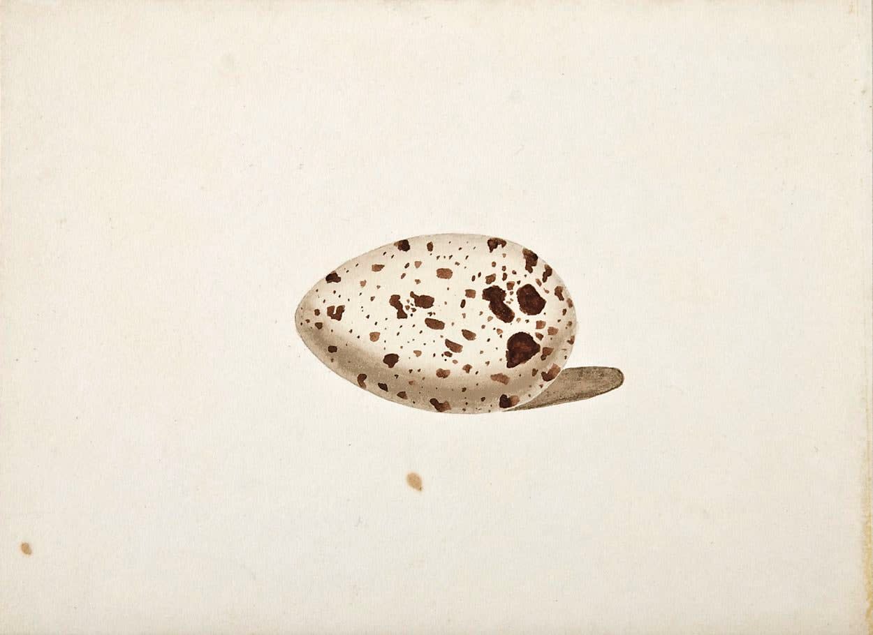French, 19th century, Study of An Egg