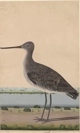 Lucknow School, 18th century, A Blacktailed Godwit (Limosa limosa) on a riverbank