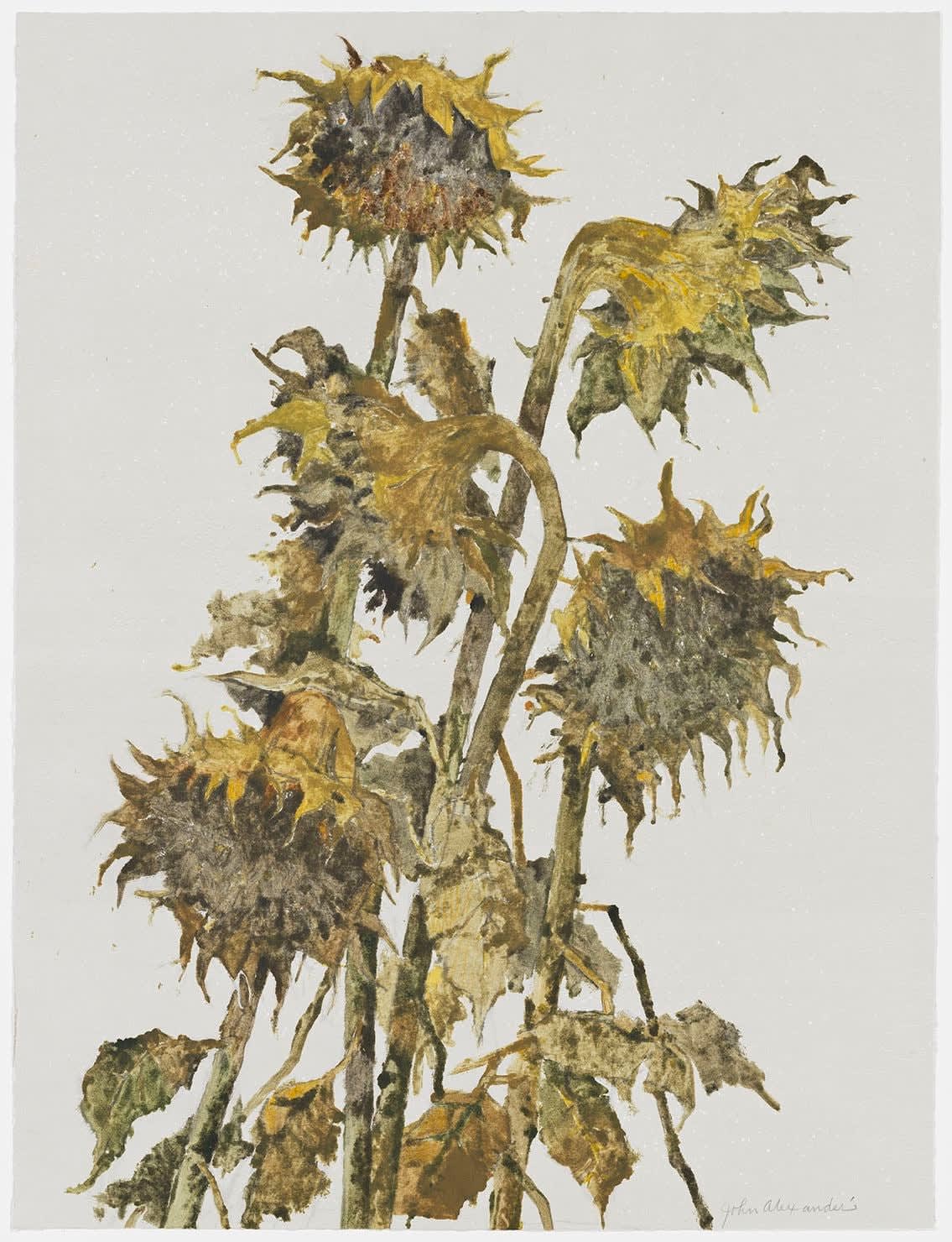 John Alexander, Sunflowers in Autumn, 2012