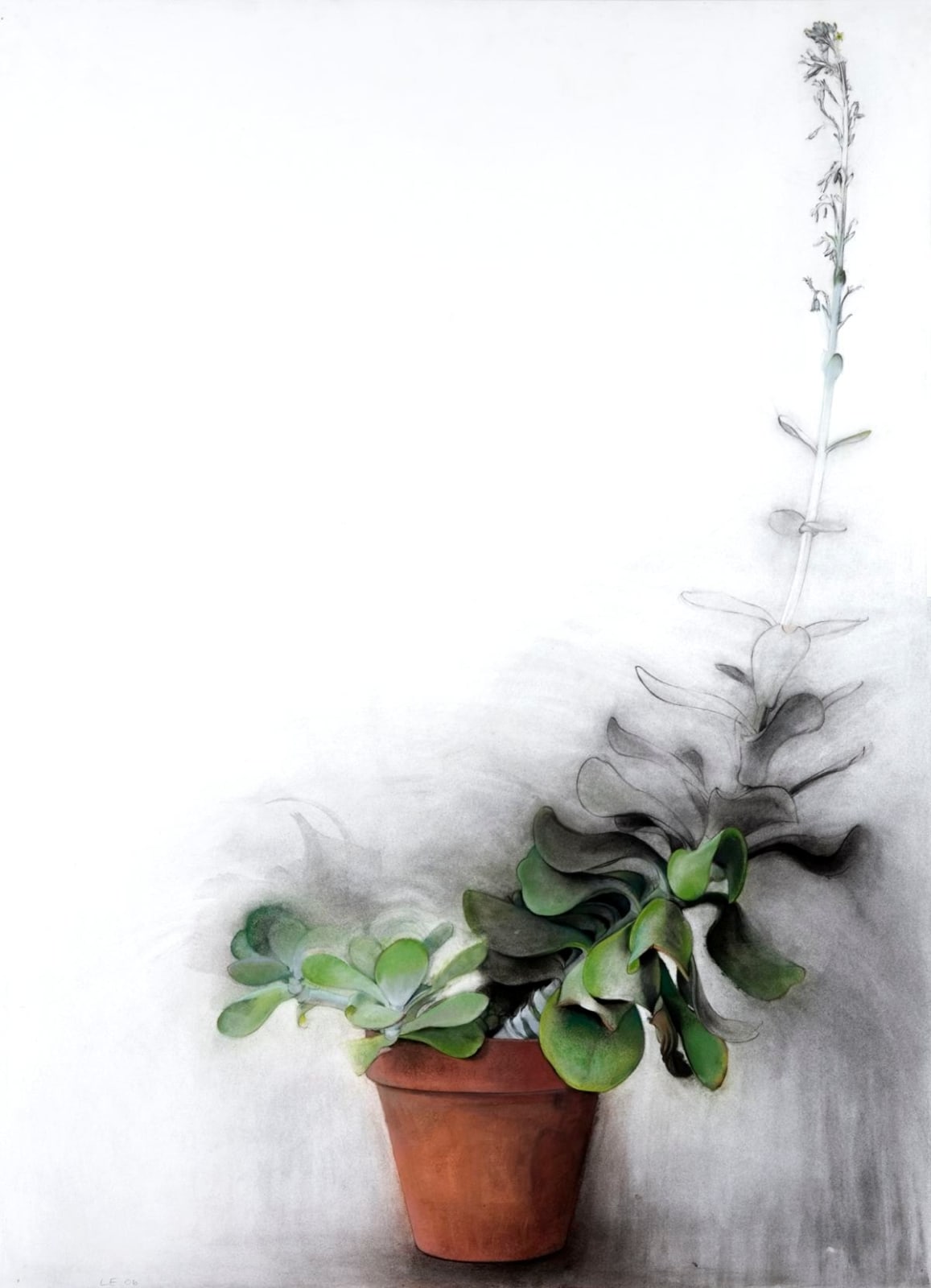 Linda Etcoff, Paddle Plant (Kalanchoe thrysiflora), 2006
