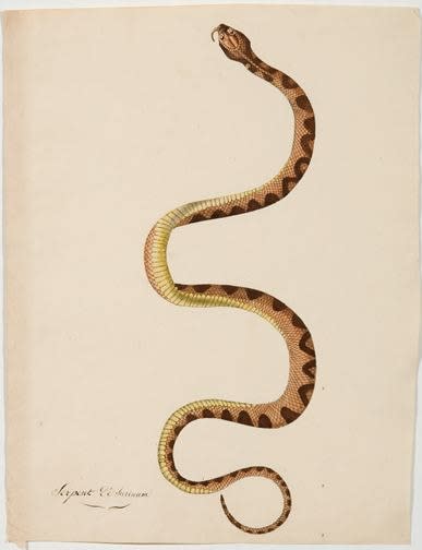 French, Snake - Serpent de Surinam, early 19th century