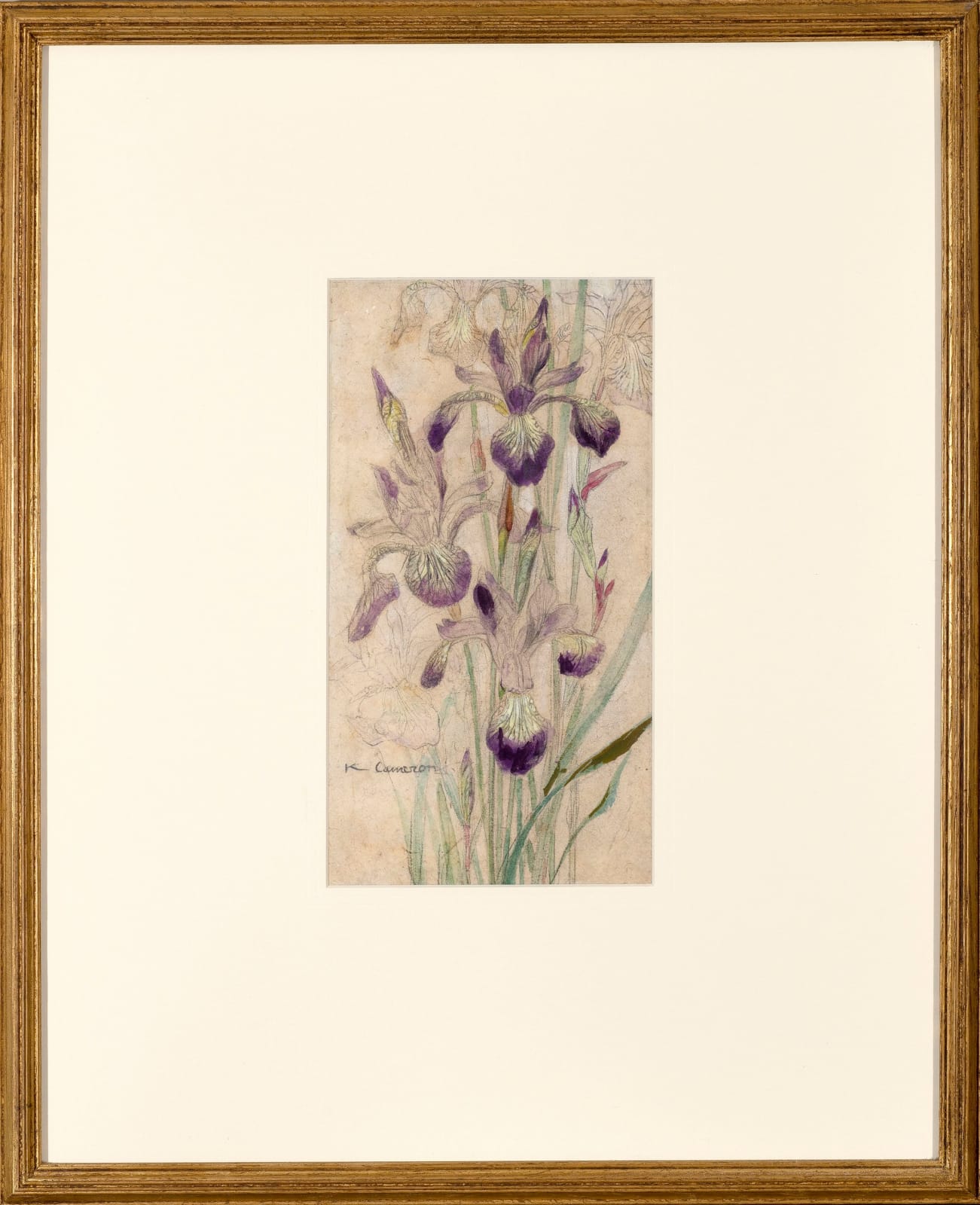 Katharine Cameron RWS RE, Iris Siberica