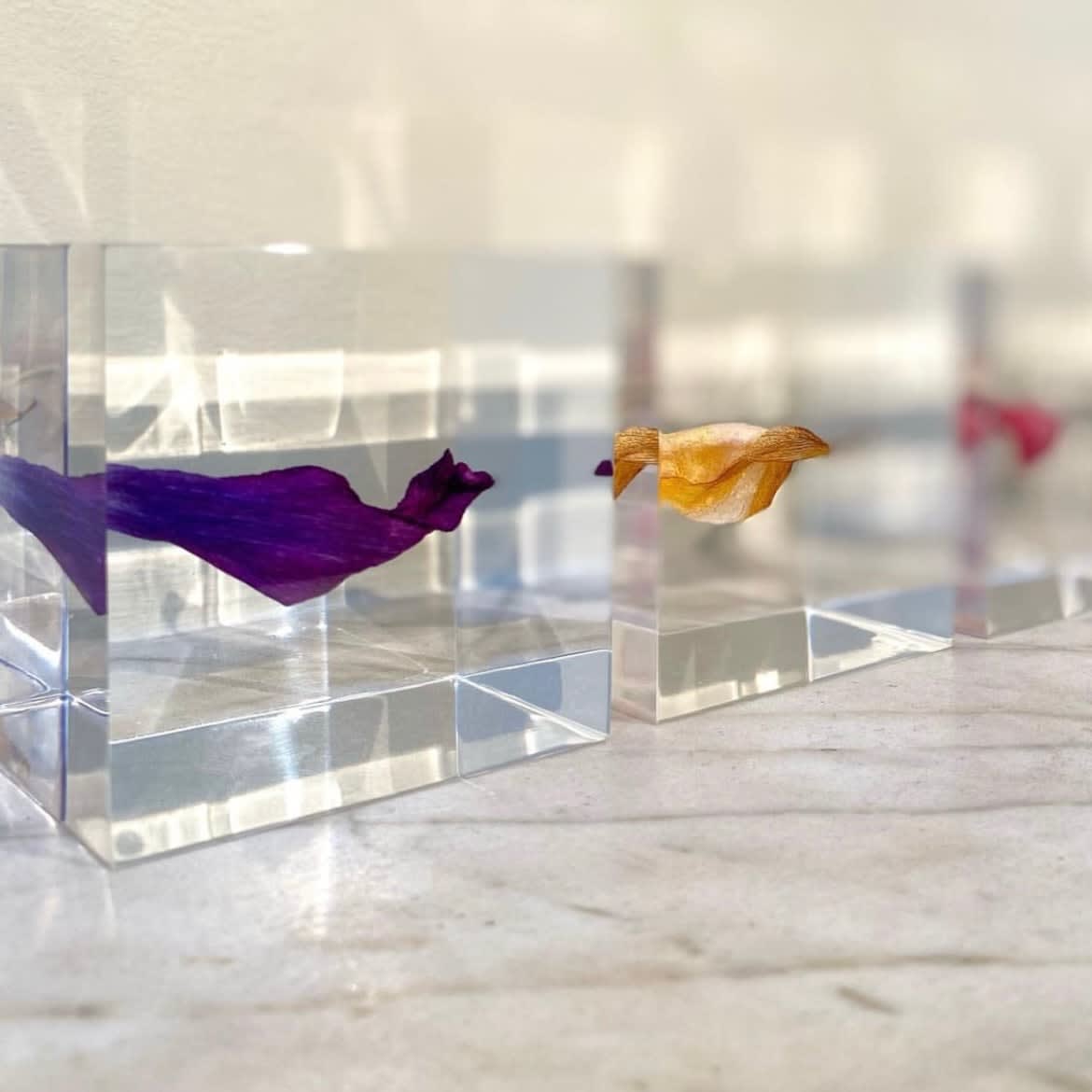 David Eustace, Tulips Cube, 2022