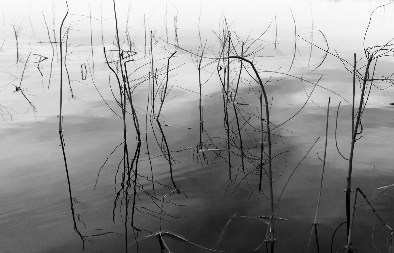 Stuart Franklin, Grasses I, 2010