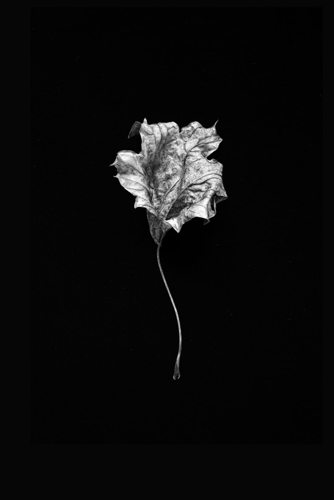 Norman McBeath, Perdendosi II, 2021