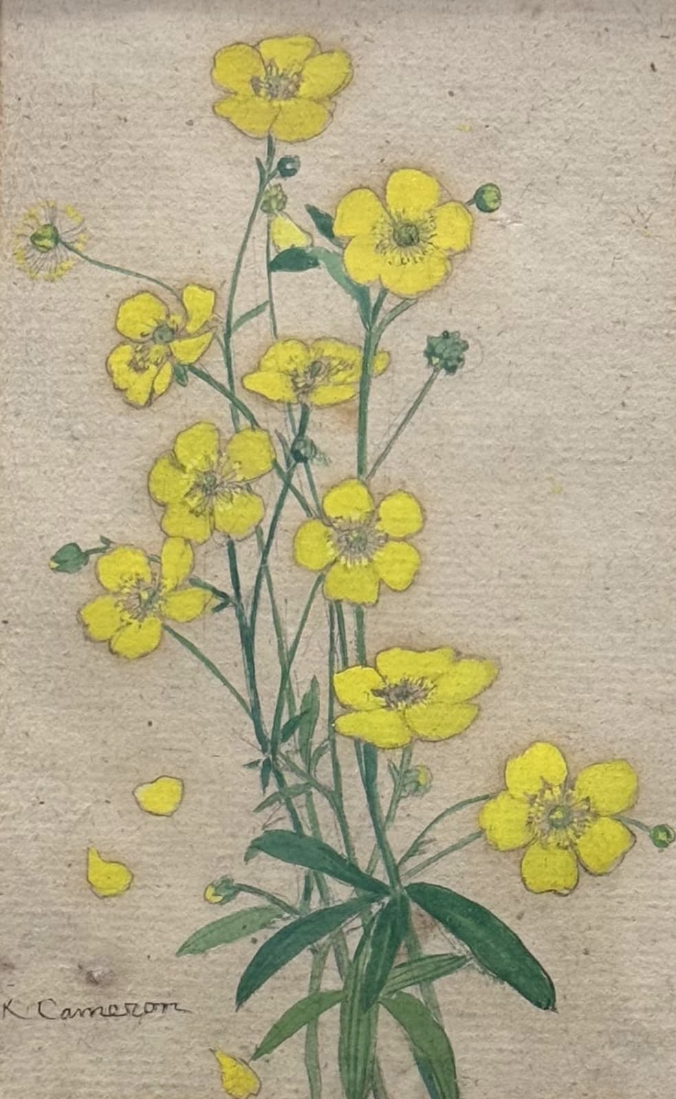 Katharine Cameron RWS RE, Buttercups