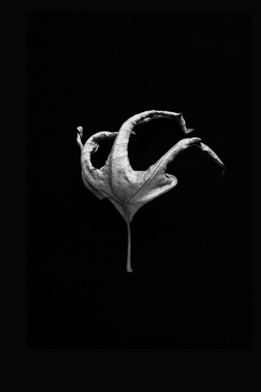 Norman McBeath RSA, Perdendosi VI, 2021