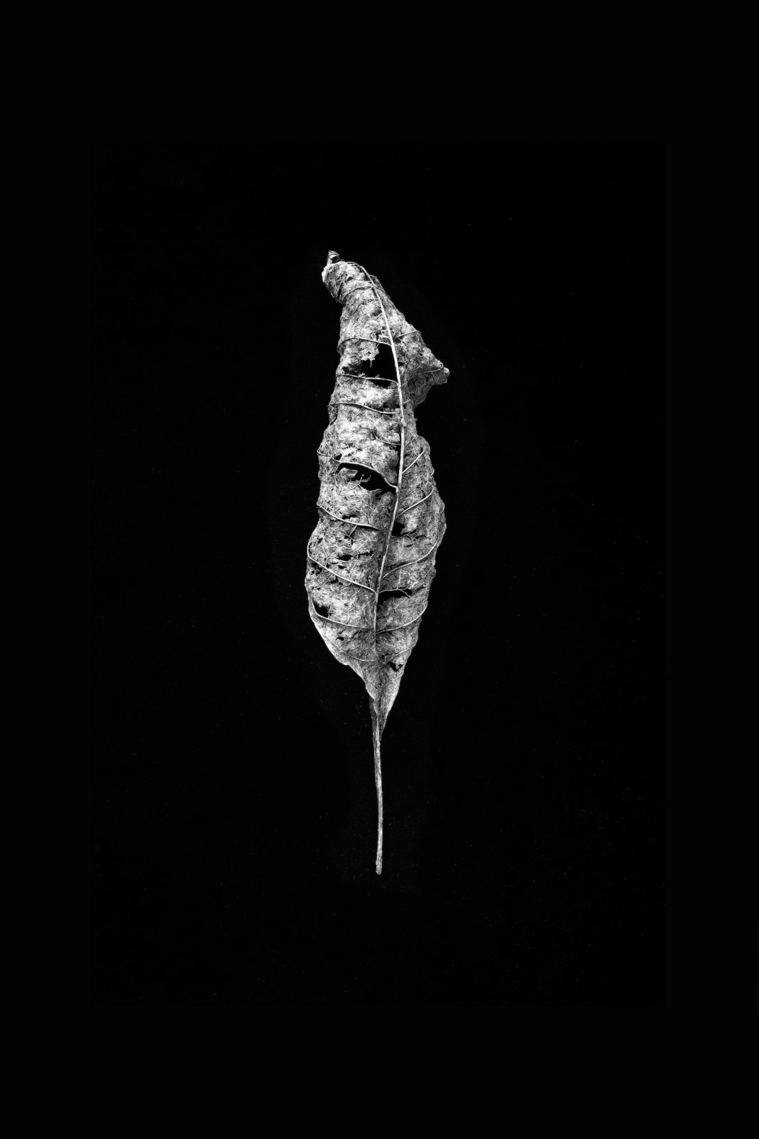 Norman McBeath RSA, Perdendosi VII, 2021