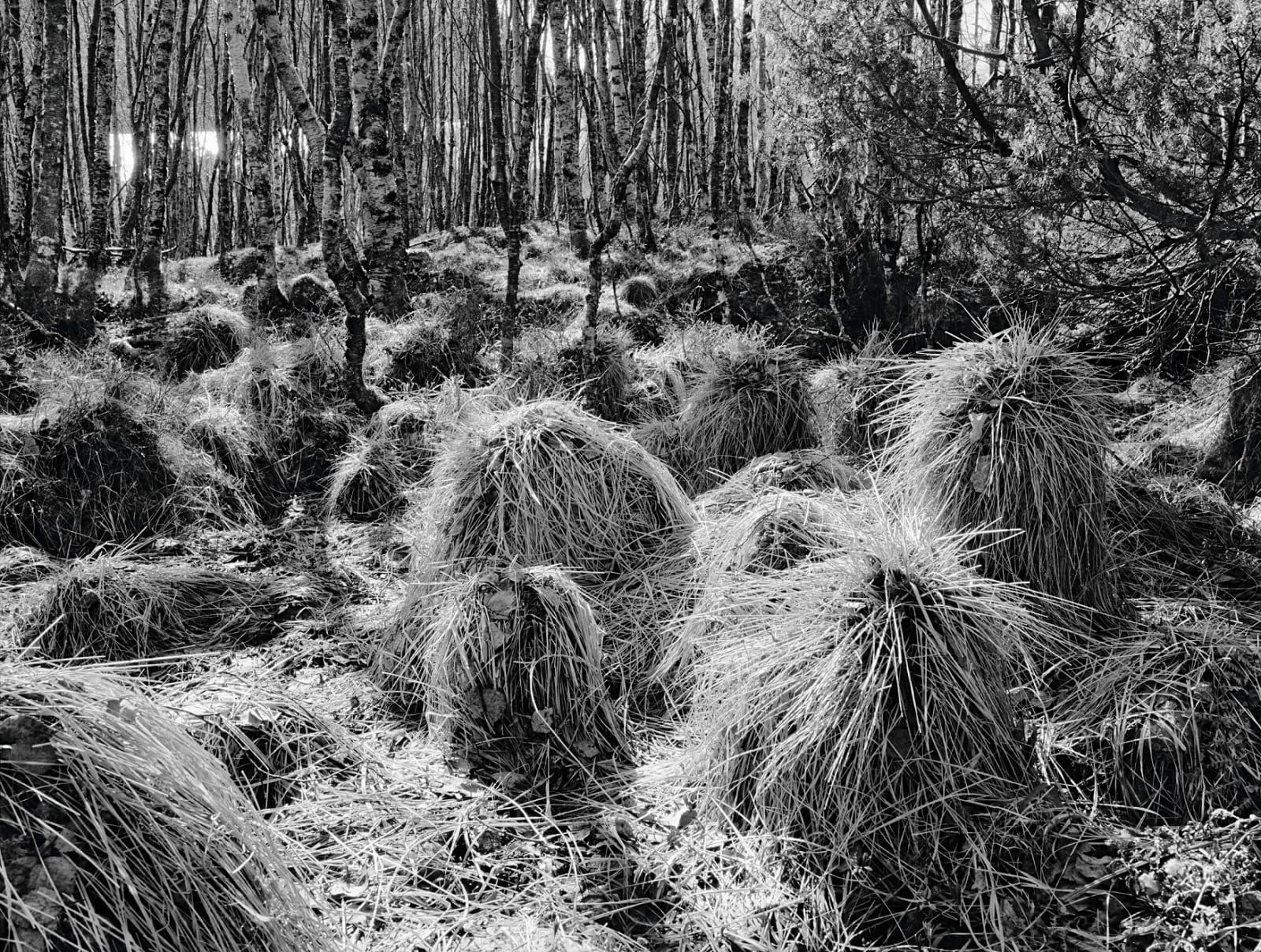 Stuart Franklin, Sleeping Trolls, 2010