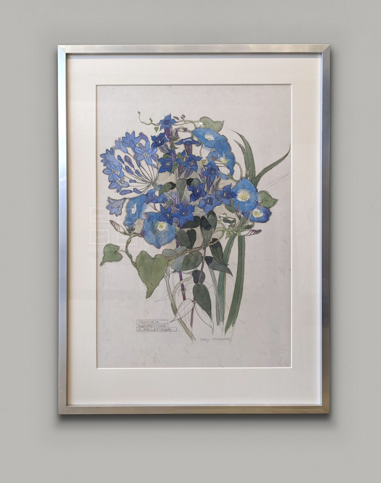 Mary Newbery Sturrock, Ipomoea, Agapanthus, G. Asclepiada