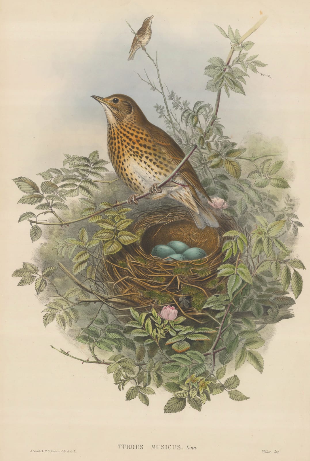 John Gould, Thrush - Song Thrush , 1873 c.