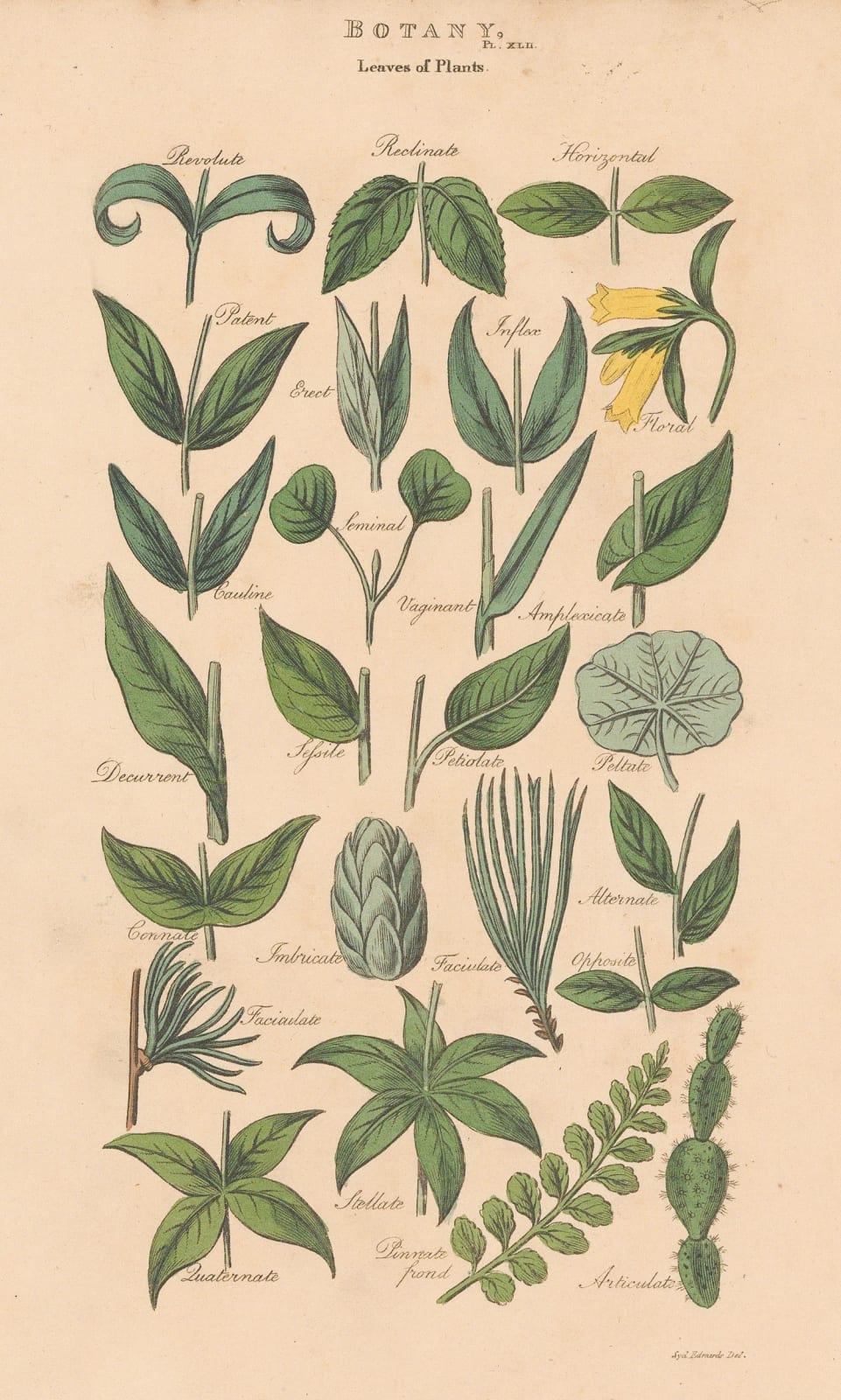 John Good, Botany - Leaf and leaflets, 1813