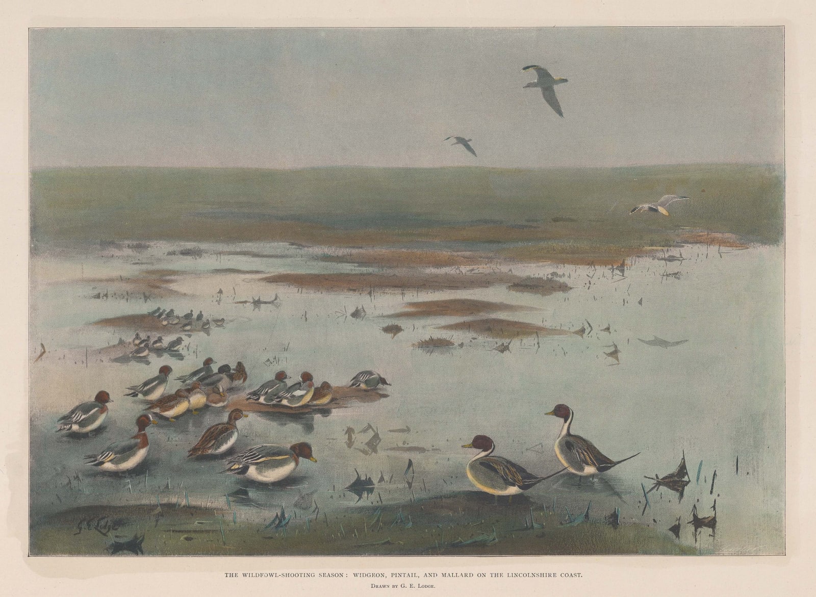 Illustrated London News (ILN), Shooting - Wildfowl Shooting, 1902