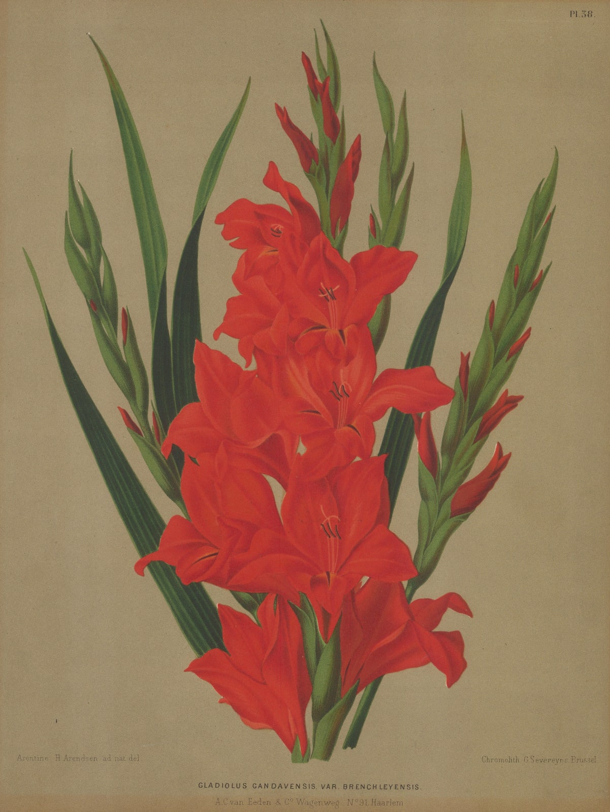 A.C. Van Eeden, Gladiolus, 1880