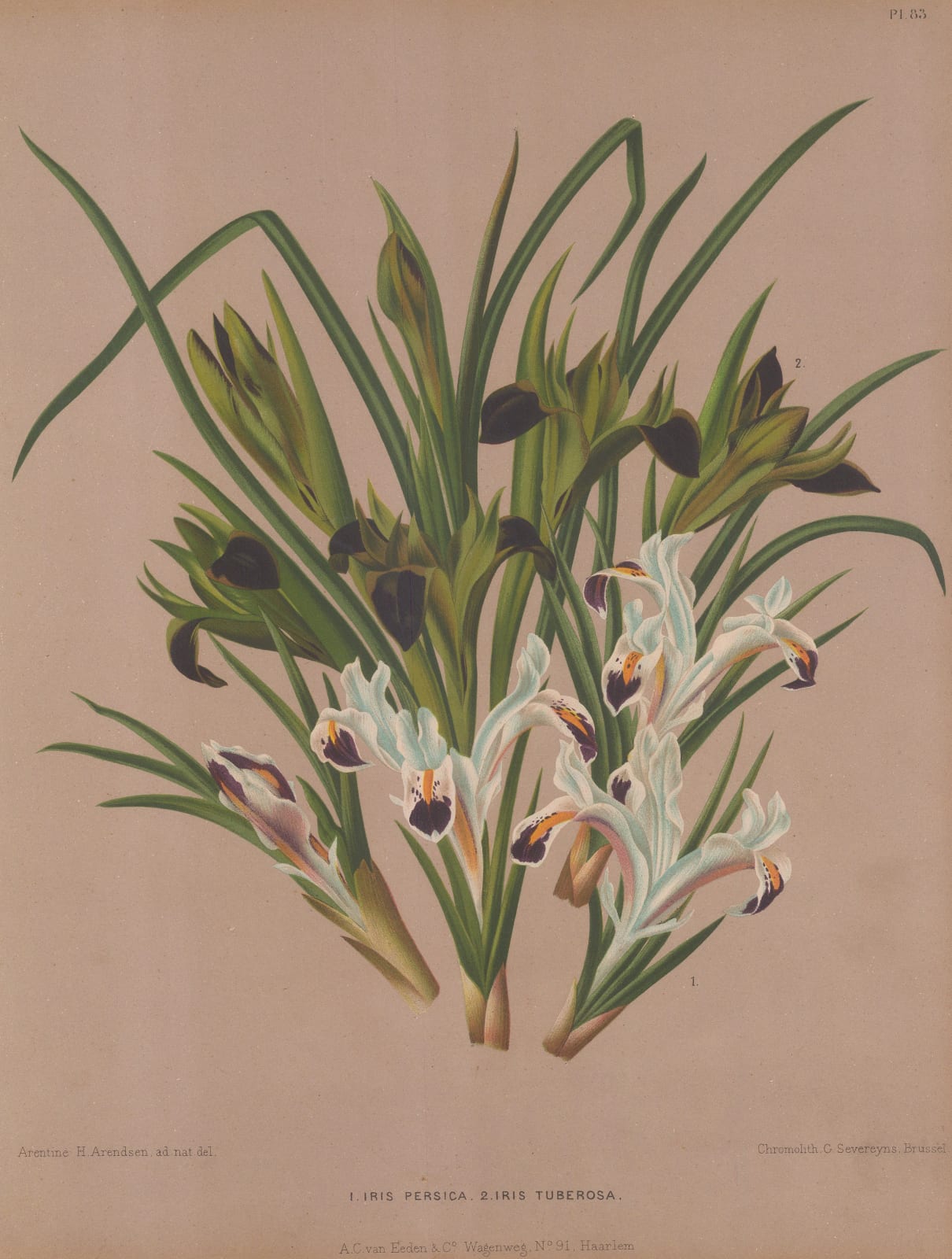 A.C. Van Eeden, Iris - Persian Iris, 1880