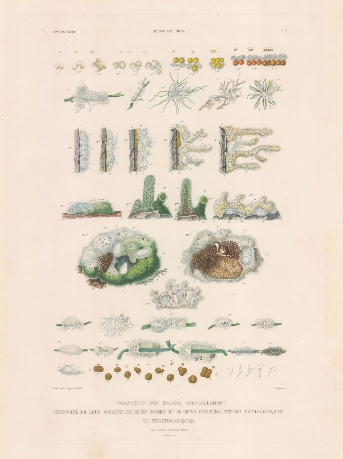 Auguste-Nicolas Vaillant, Sea Sponges, 1850 c.