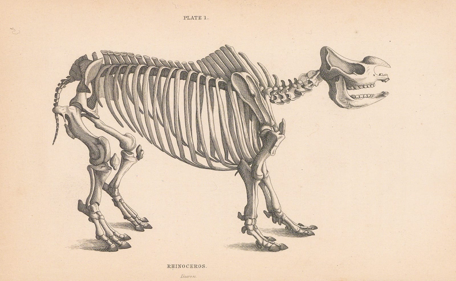 Sir William Jardine, Animal Anatomy - Rhinoceros, 1836