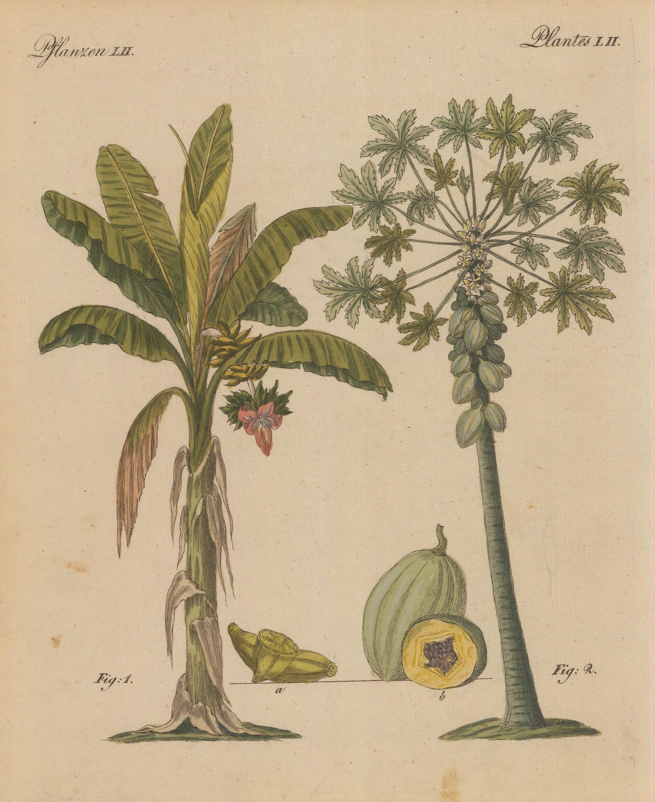 Friedrich Justin Bertuch, Banana and Papaya Melon Tree, 1798