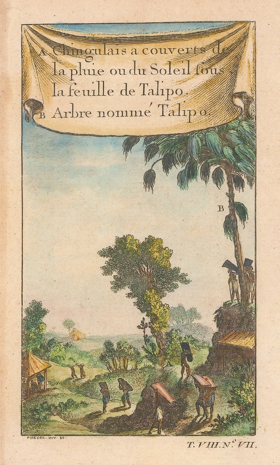 Nicholas Bellin, Sri Lanka - Talipot Palm, 1750