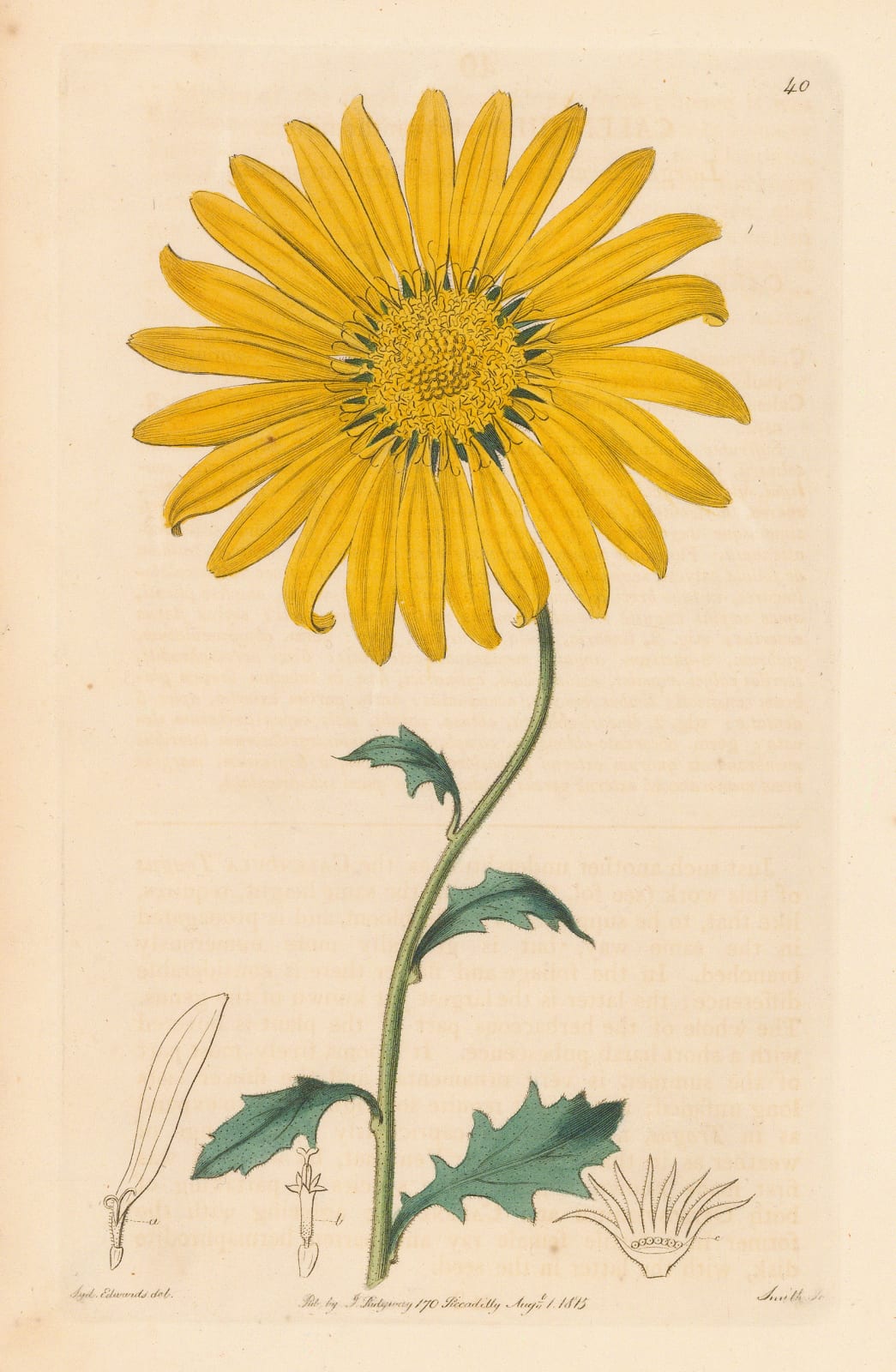 Botanical Register, Cape Marigold, 1815