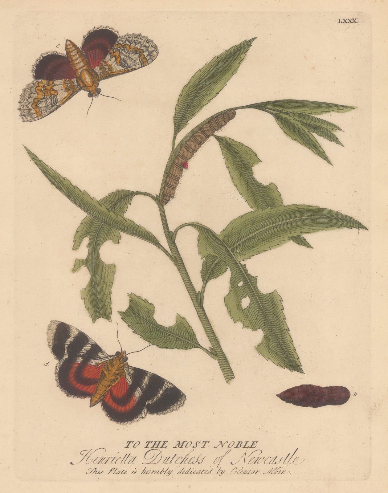 Eleazar Albin, Butterflies - Red Underwing and Caterpillar, 1749