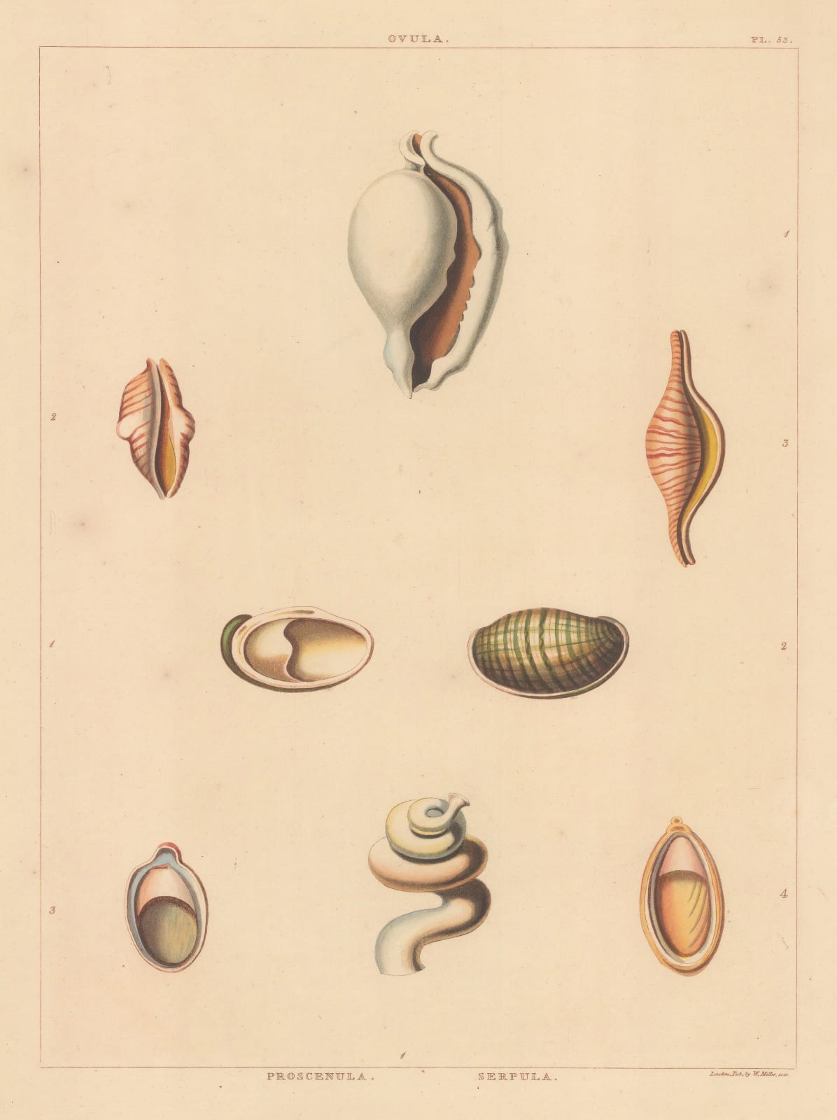 George Perry, Shells - Univalves, 1810