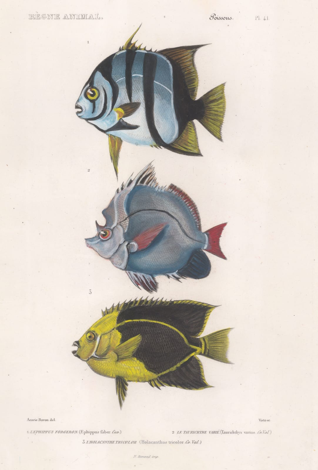 Baron Georges Cuvier, Spadefish, 1849