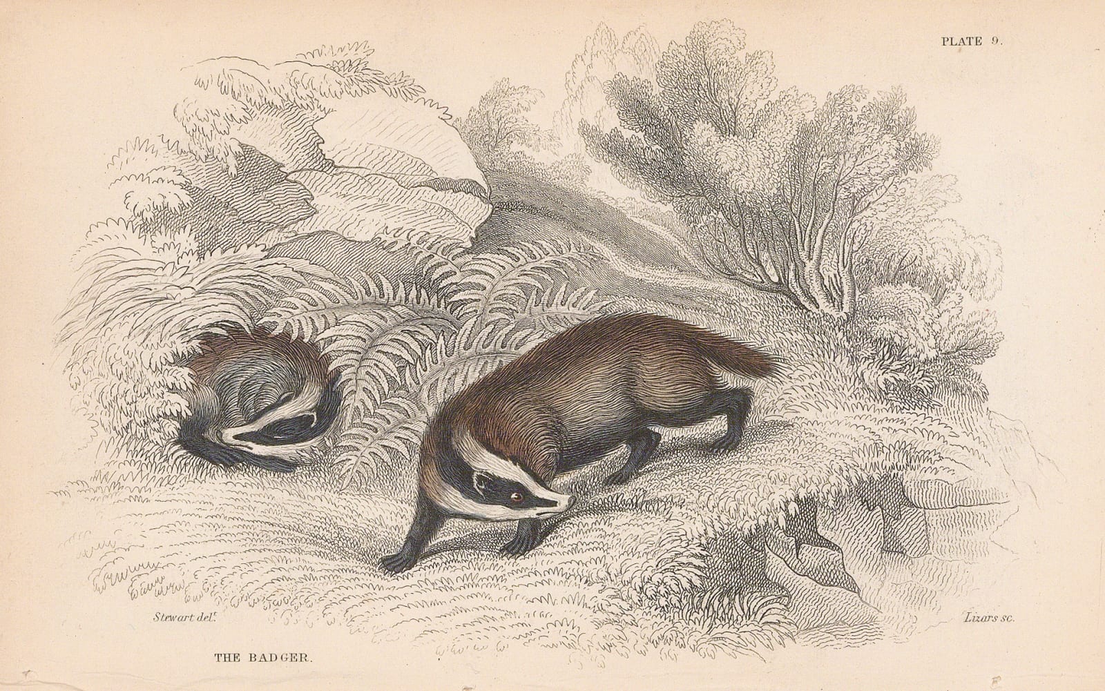 Sir William Jardine, Badger - European Badger, 1838