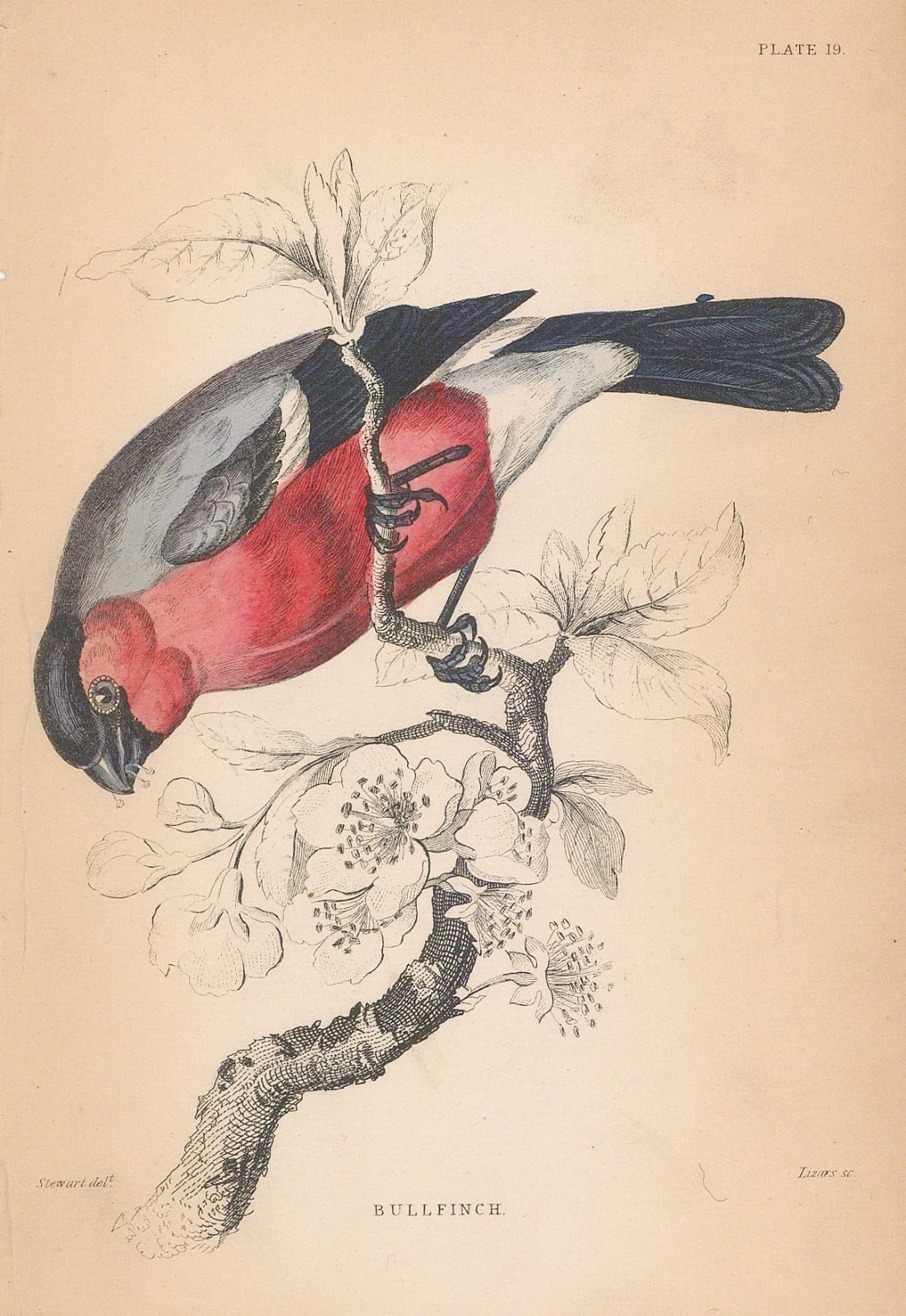 Sir William Jardine, Finch - Bullfinch, 1866
