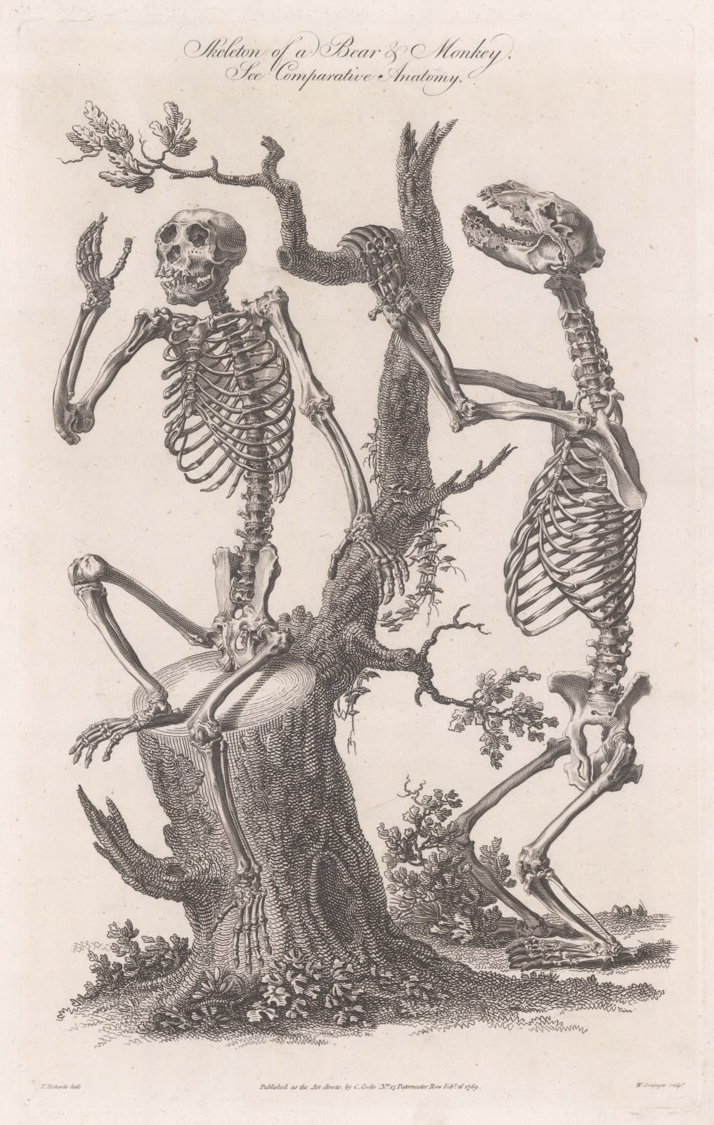 Charles Cooke, Animal Anatomy - Bear & Chimpanzee, 1789