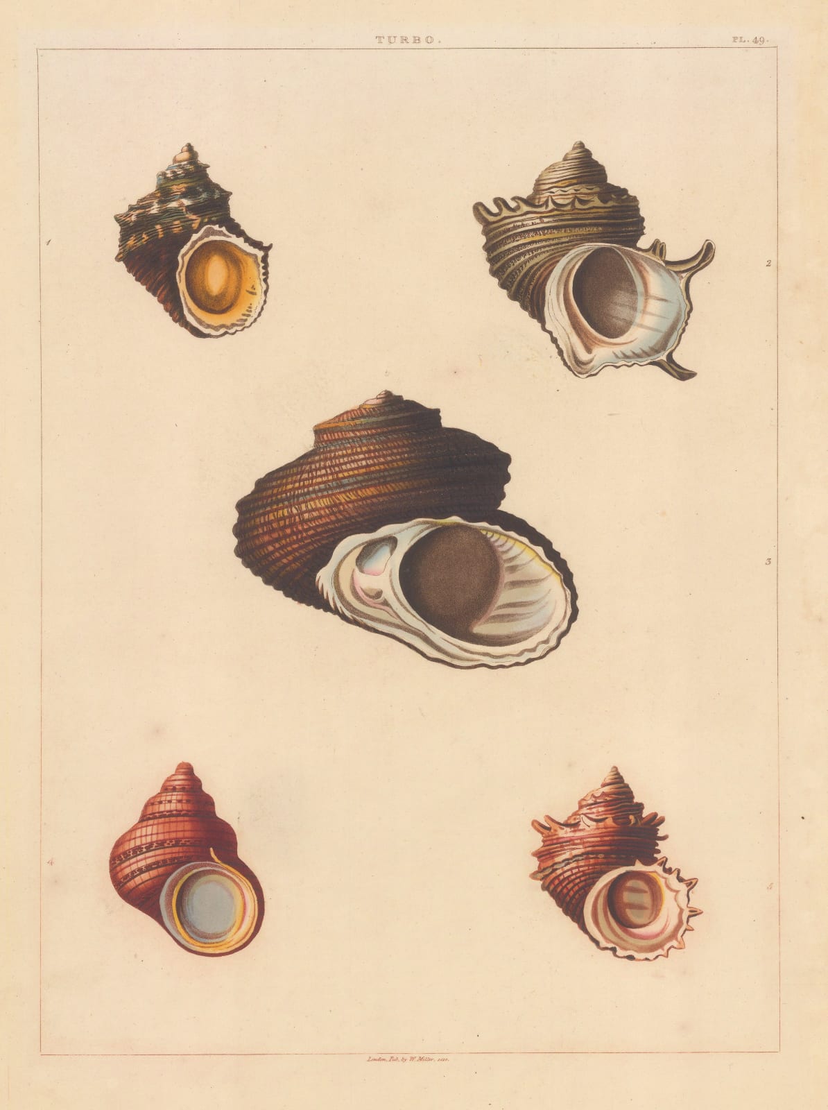 George Perry, Shells - Univalves, 1810