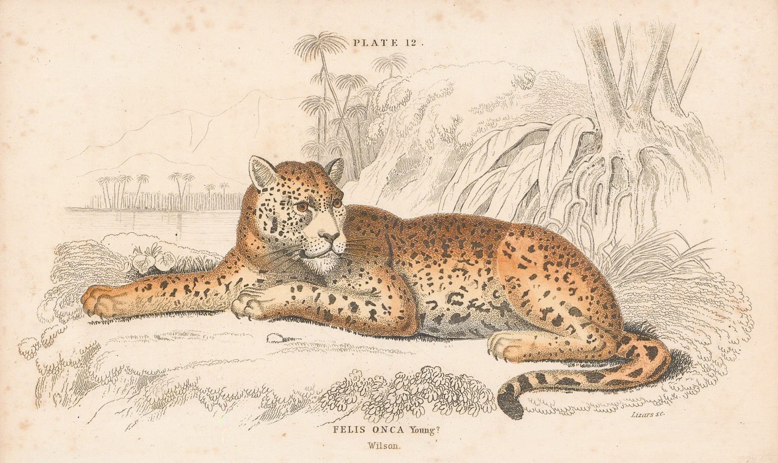 Sir William Jardine, Jaguar, 1834