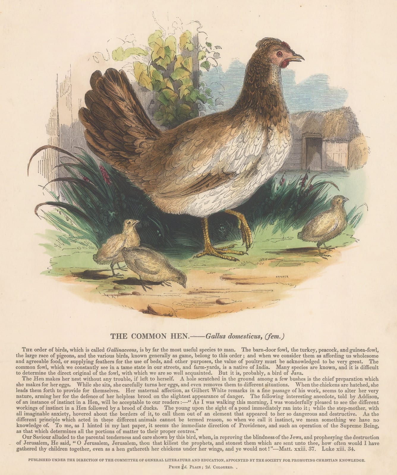 Society for Promoting Christian Knowledge (SPCK), Chickens - Common Hen, 1860 c.