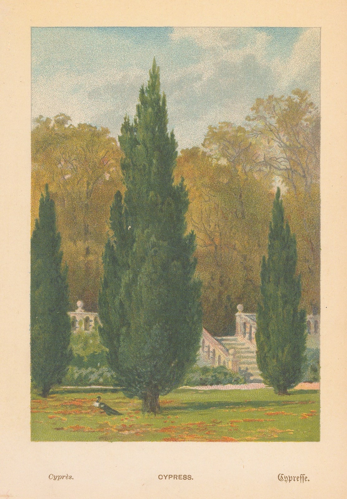 George Boulger, Cypress, 1875