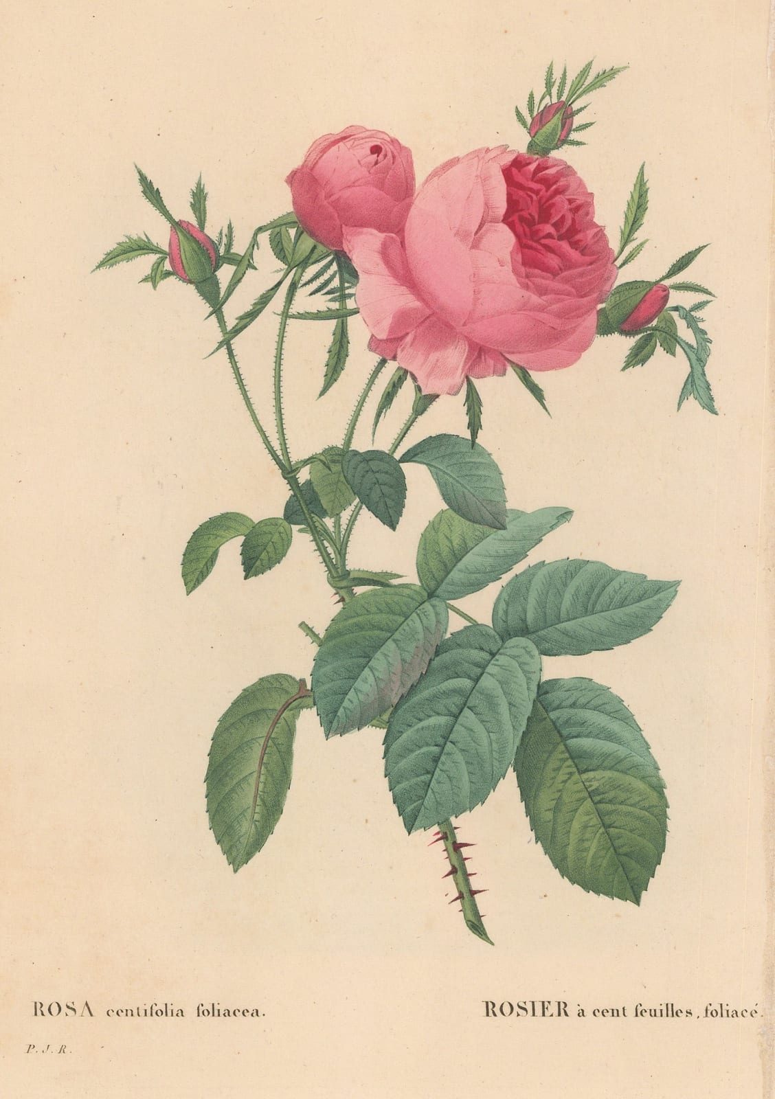 Pierre-Joseph Redoute, Rose - Centofolia Cabbage Rose, 1824