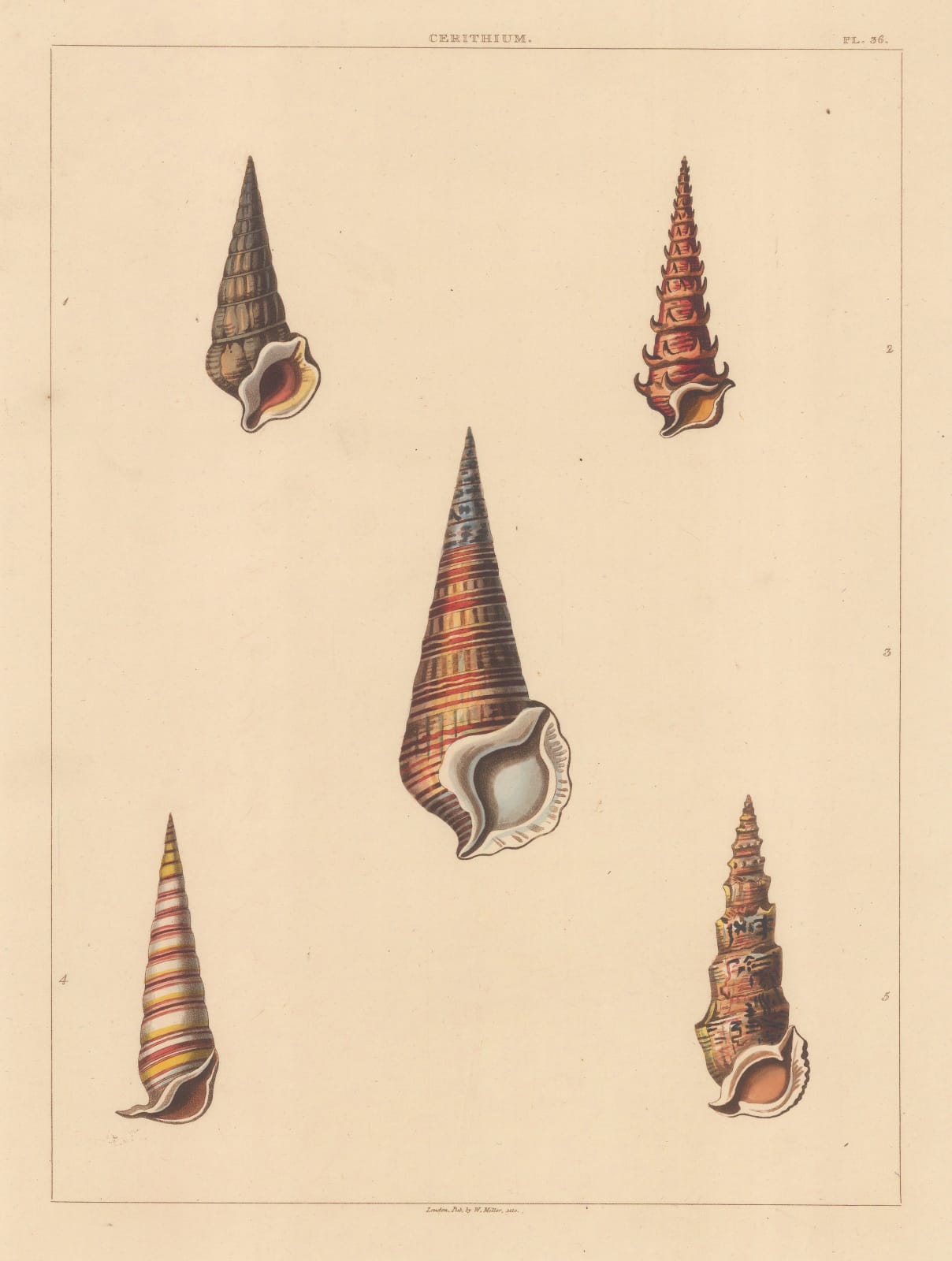George Perry, Shells - Univalves, 1810
