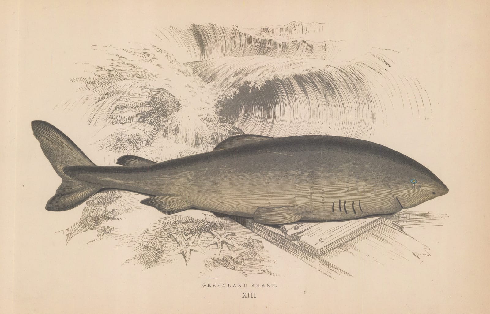 Jonathan Couch, Shark - Greenland Shark, 1878