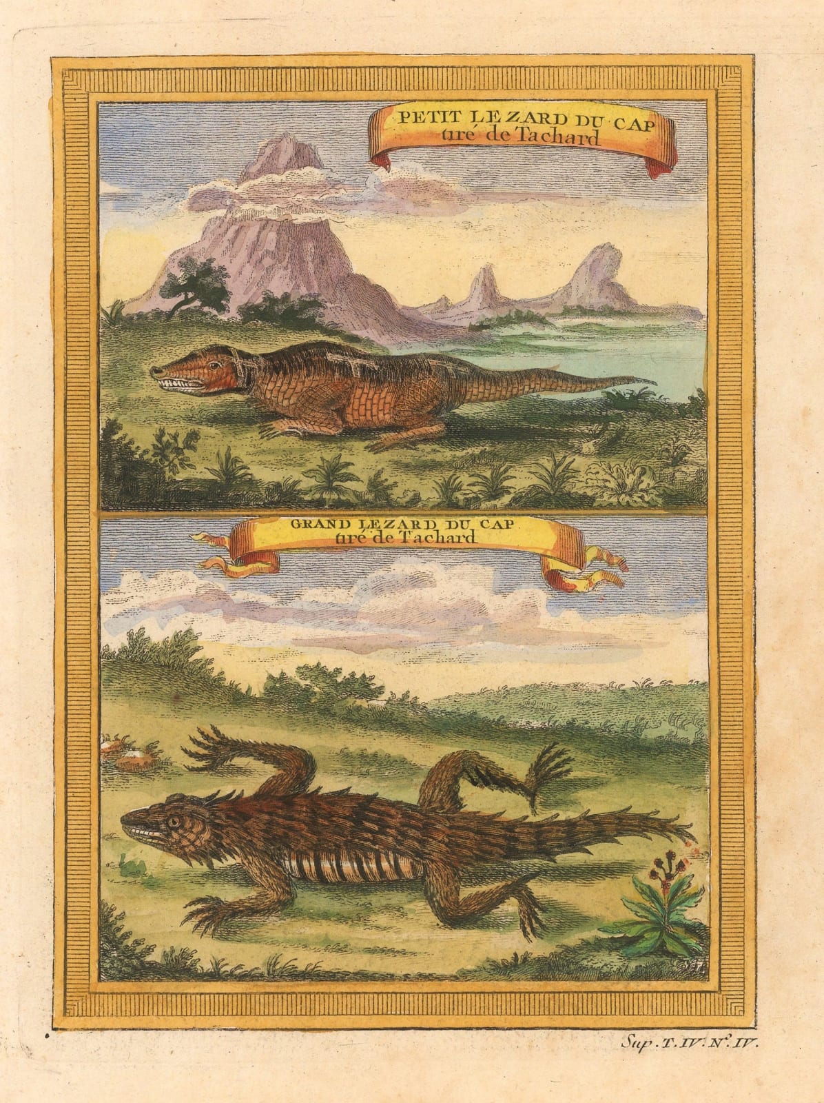 Nicholas Bellin, Lizard, 1748