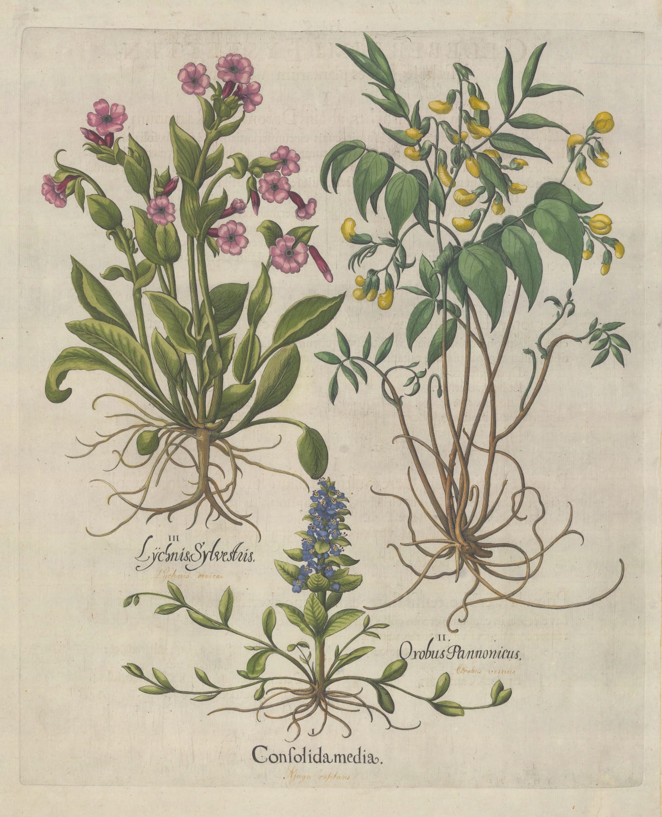 Basilius Besler, Creeping Bugle, Spring Vetch and Red Campion, 1640 c.