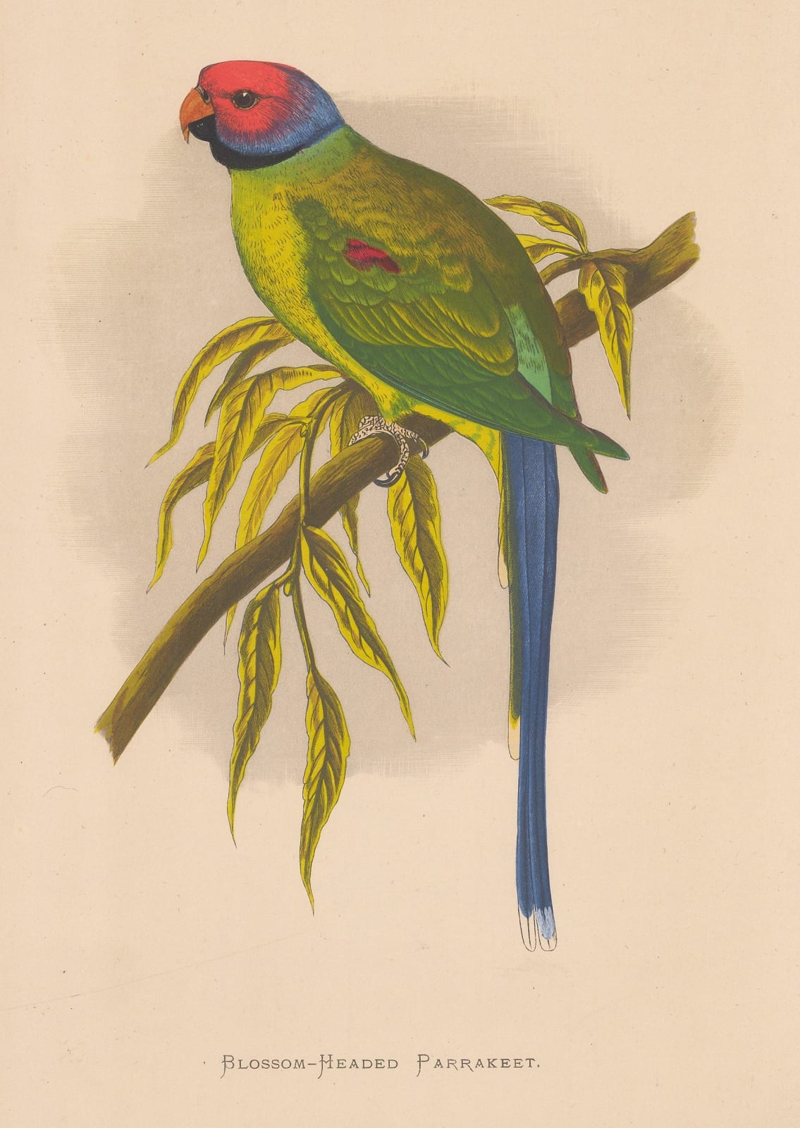 William Thomas Greene, Parakeet - Blossom-headed Parakeet, 1887