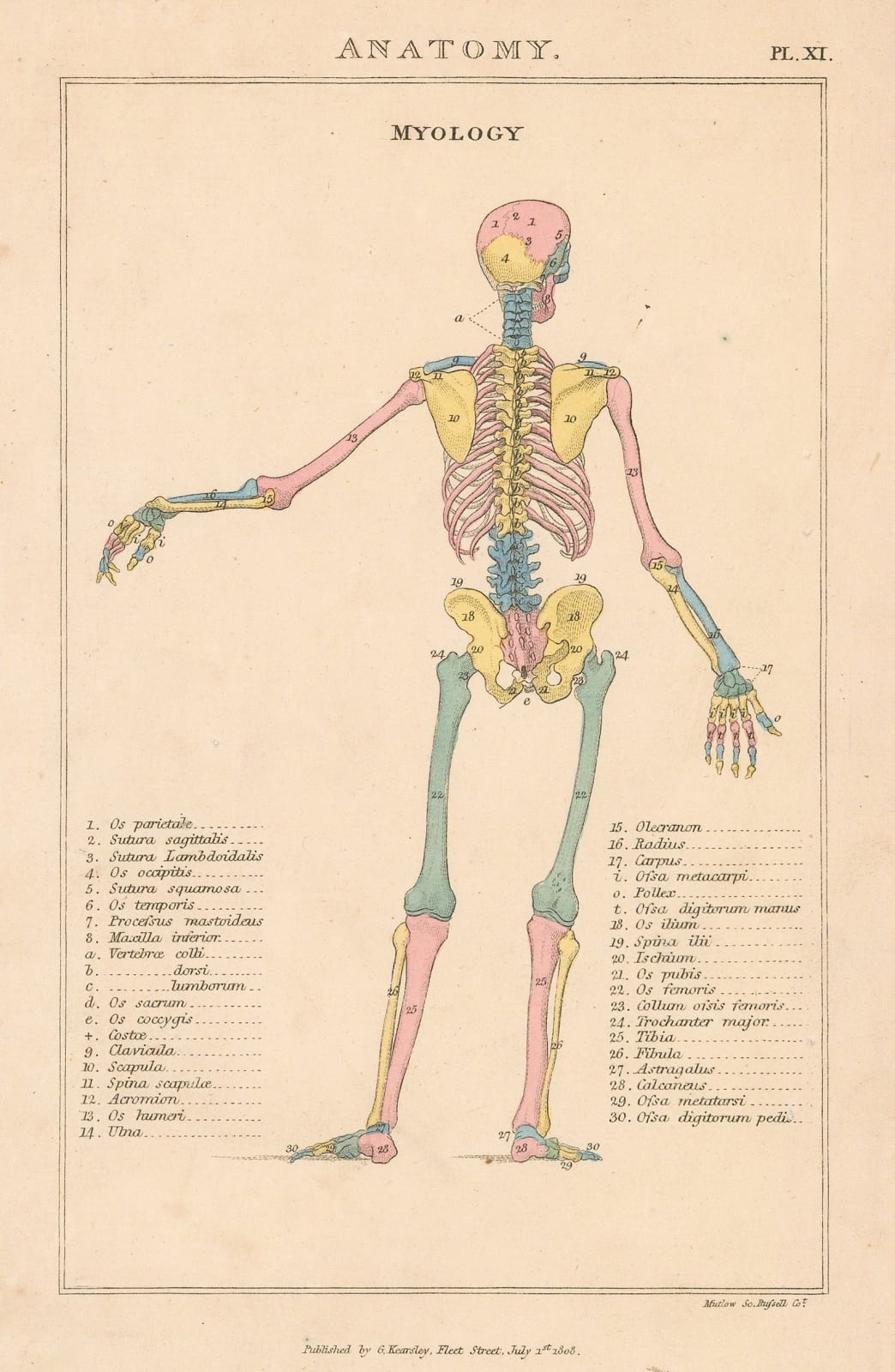 John Good, Anatomy - Osteology, 1813