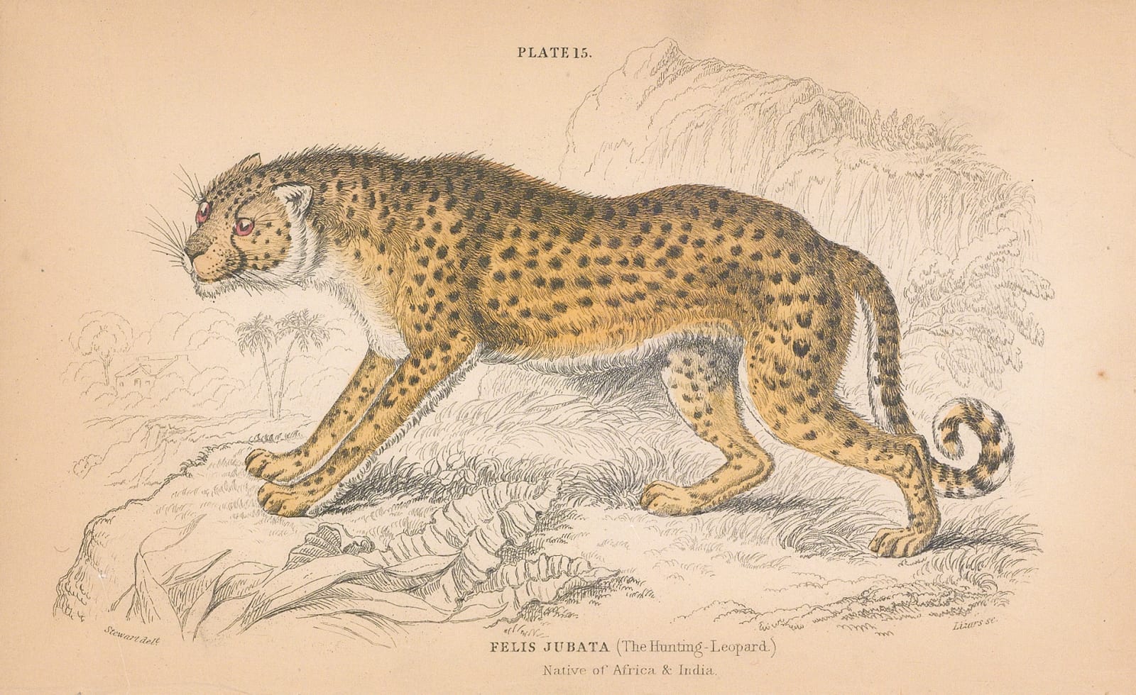Sir William Jardine, Cheetah - South African Cheetah, 1834