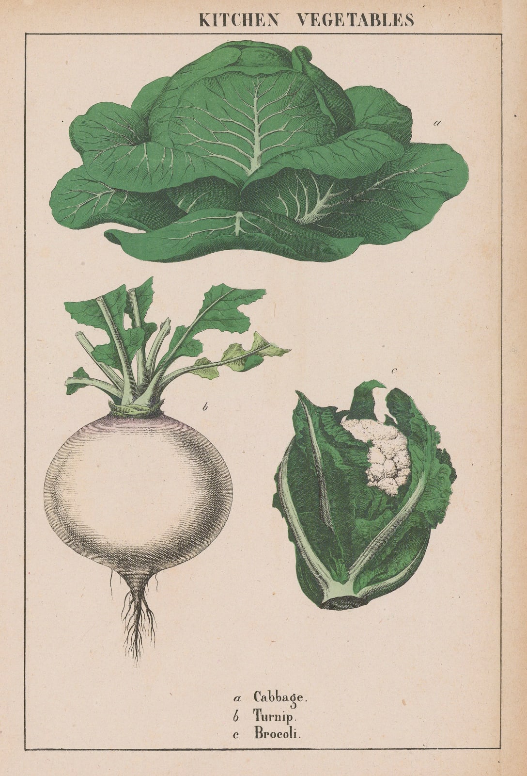 Charlotte Yonge, Vegetables - Cabbage, Turnip and Cauliflower, 1863 c.