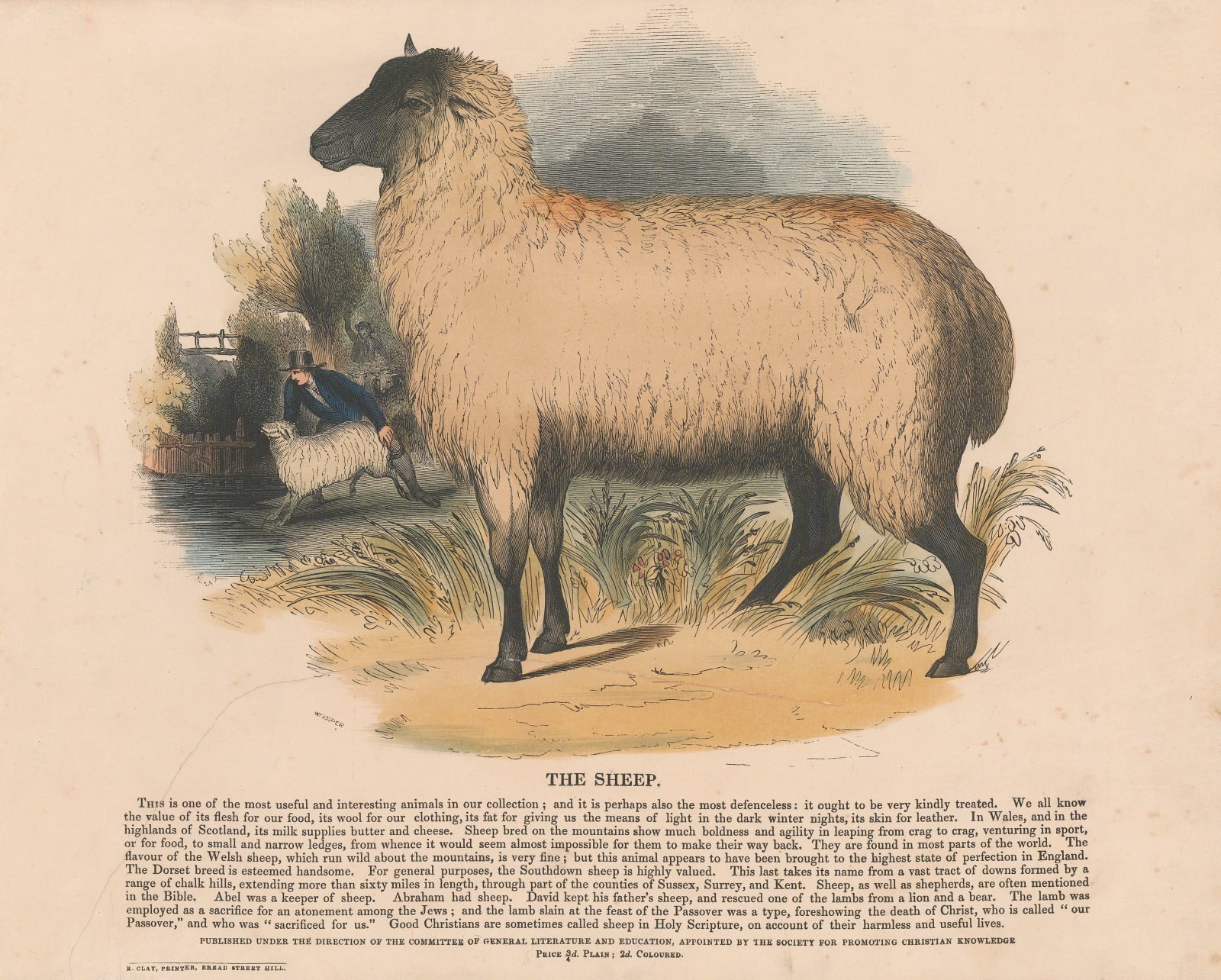 Society for Promoting Christian Knowledge (SPCK), Sheep, 1860 c.