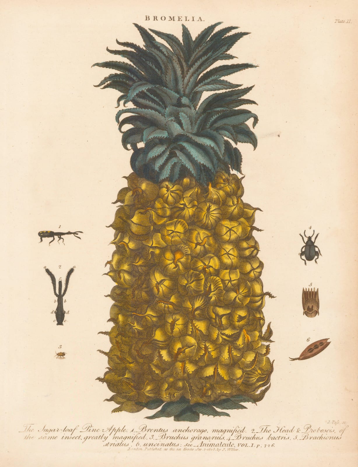 John Wilkes, Pineapple, 1810